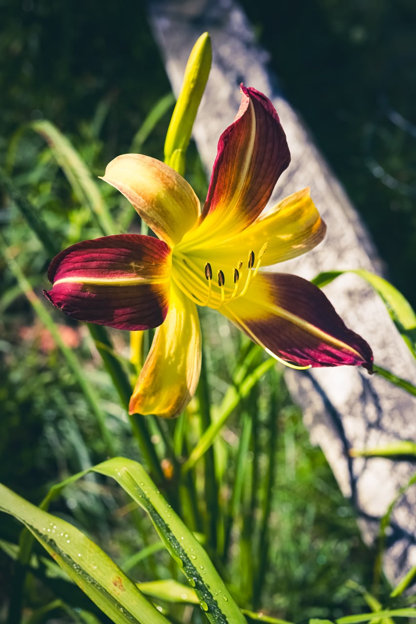 Lord Jeff Daylily