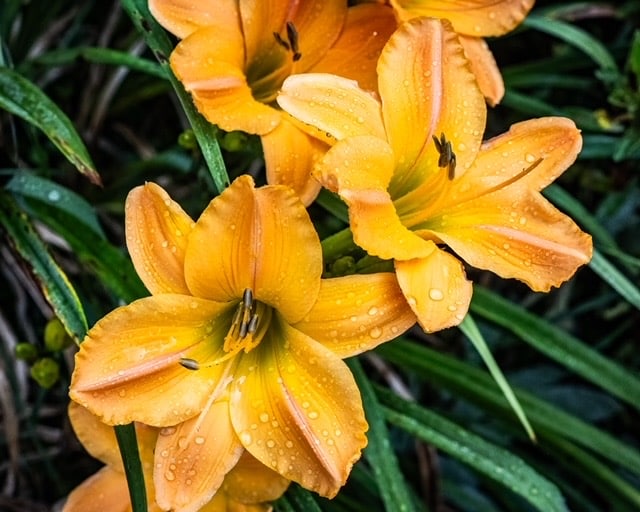 Heavenly Splendor Daylily