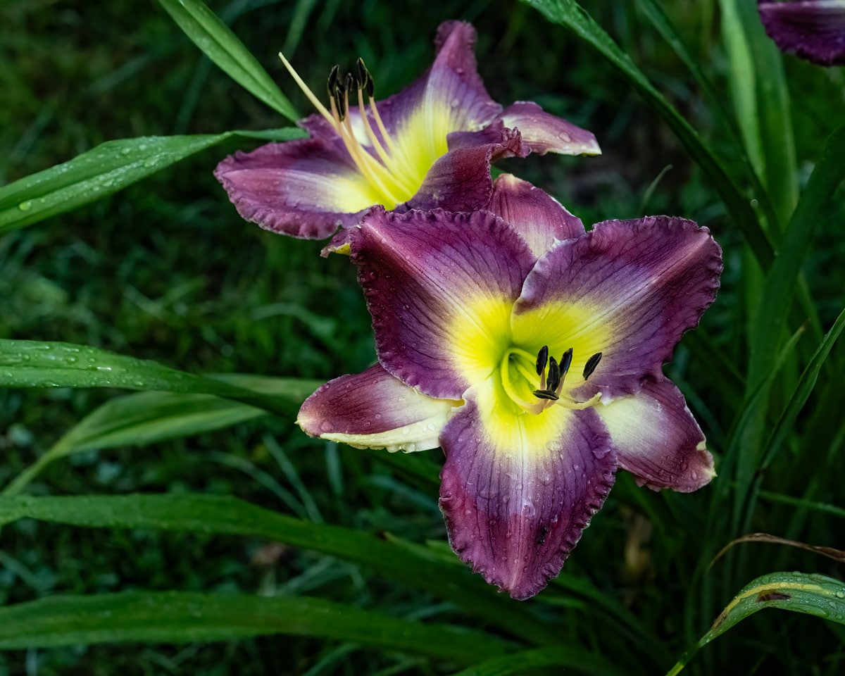 Kel's Purple Sunset Seedling Daylily