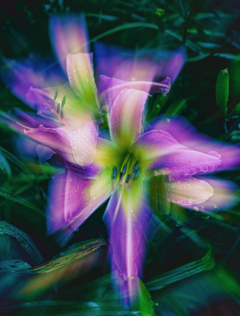 Superimposed purple spider daylily