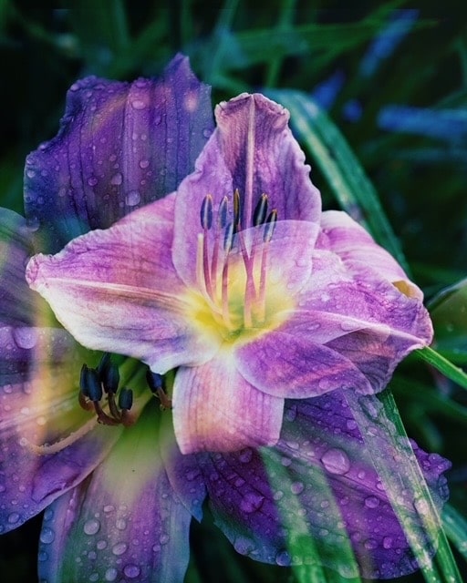 Superimposed purple daylily