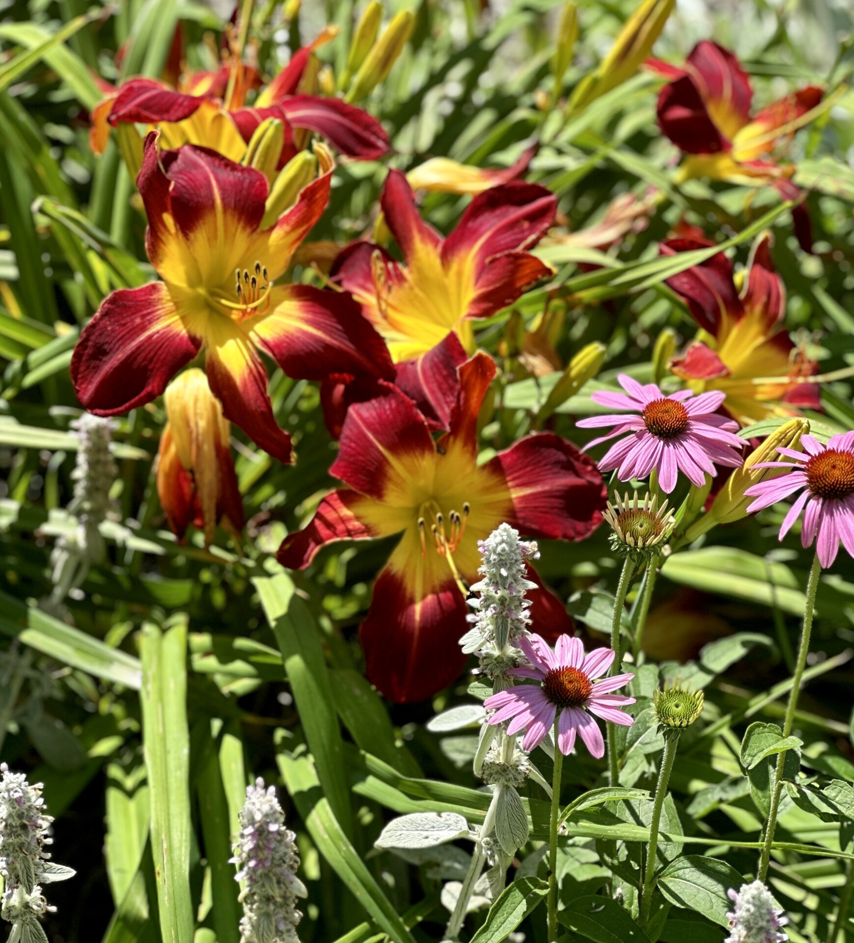 Ruby Spider Daylily