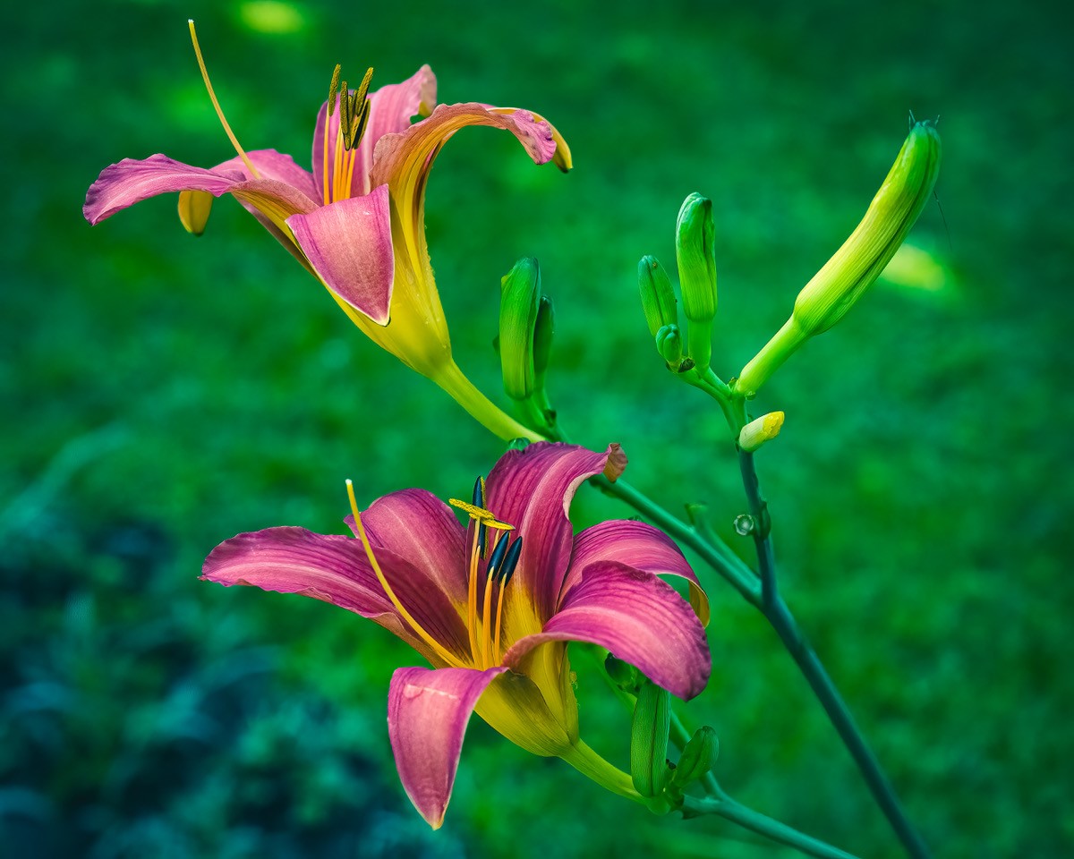 Grandma's tall coral daylily