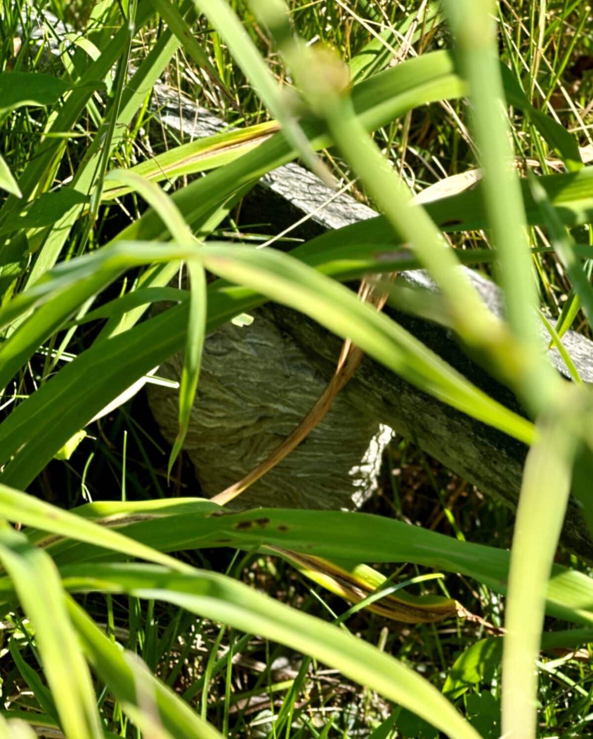 yellow jacket nest