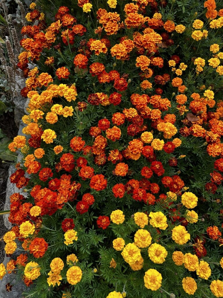 Marigold row 2024